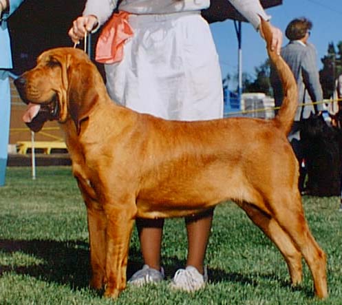 Laia.jpg (38836 bytes)