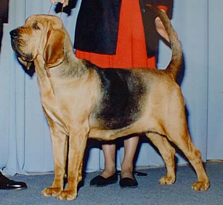 maja.jpg (27291 bytes)